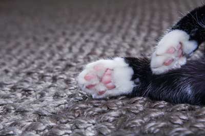 cat laying on a dark rug