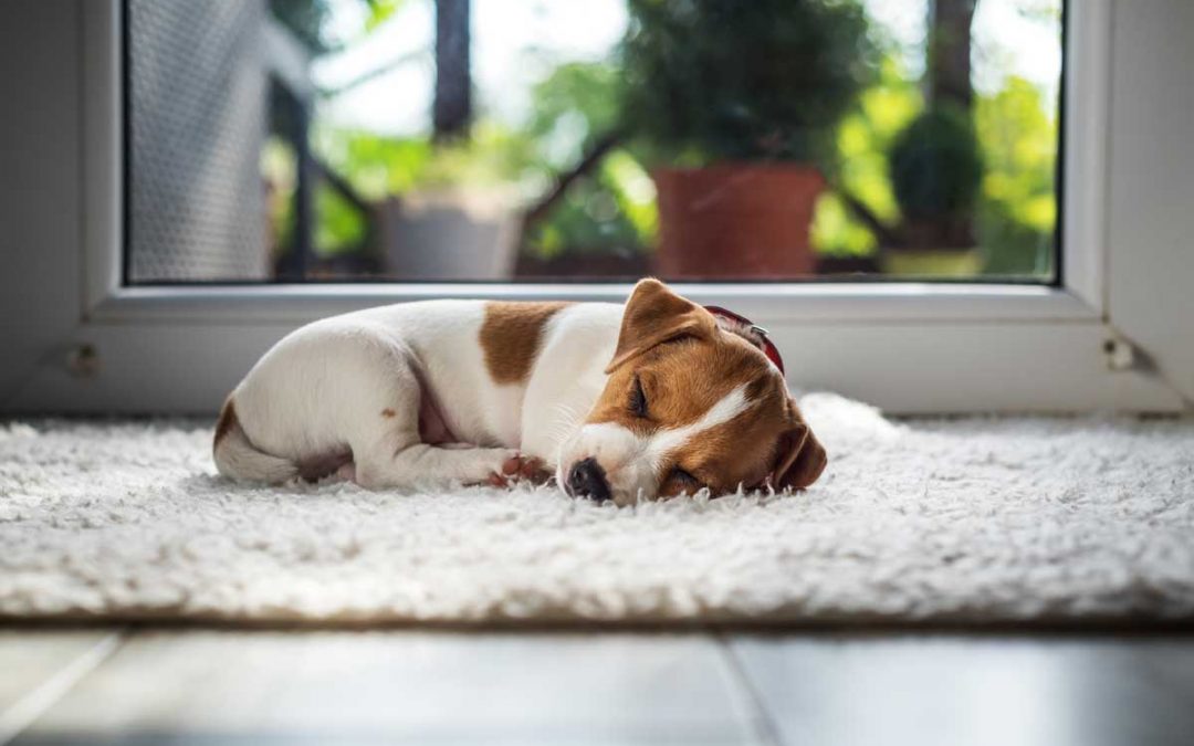 The Best Rugs for Pets