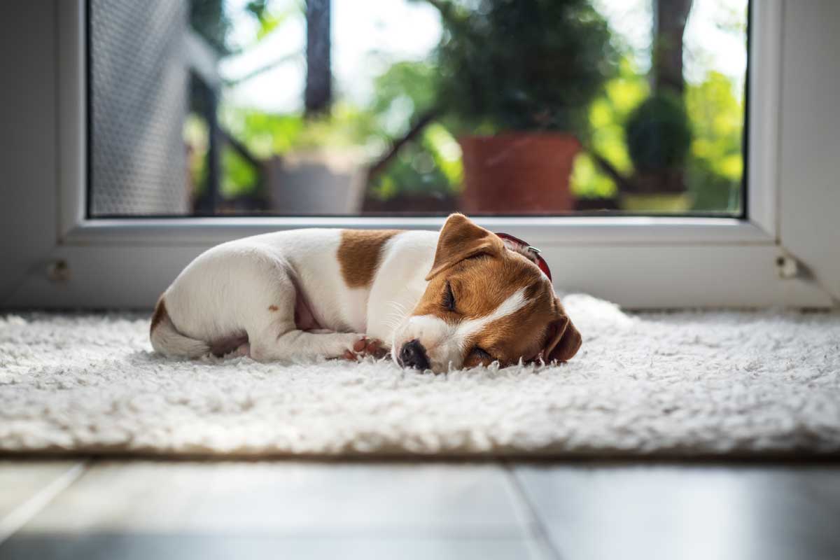 the best rugs for pets