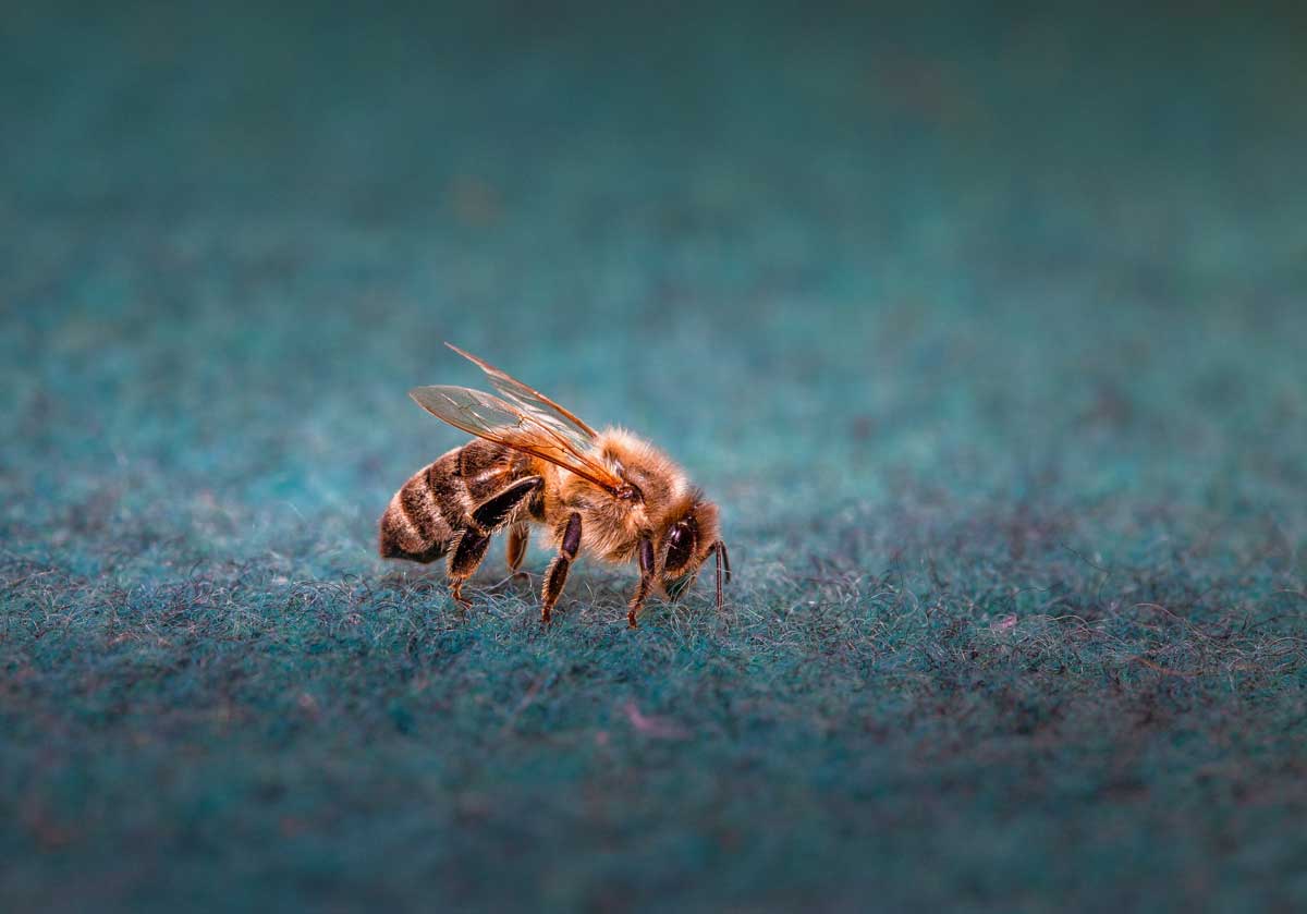 Insects can damage your rug